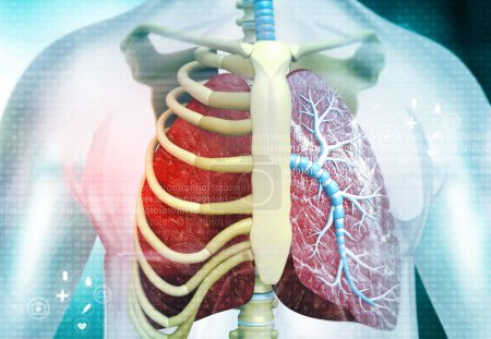 Téléchargez les photos : Corps humain avec système respiratoire, anatomie des poumons. Illustration 3d - en image libre de droit