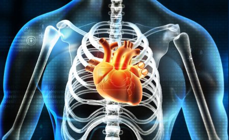 Téléchargez les photos : Coeur dans un corps humain transparent avec un fond médical. Illustration 3d - en image libre de droit