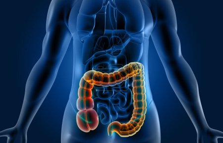 Téléchargez les photos : Anatomie du système digestif du corps humain sur fond scientifique. Illustration 3d - en image libre de droit