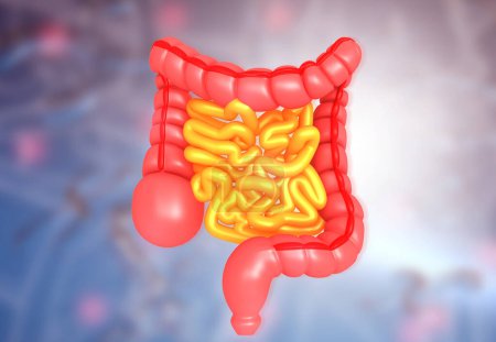 Photo for Human digestive system on scientific background. 3d illustration - Royalty Free Image