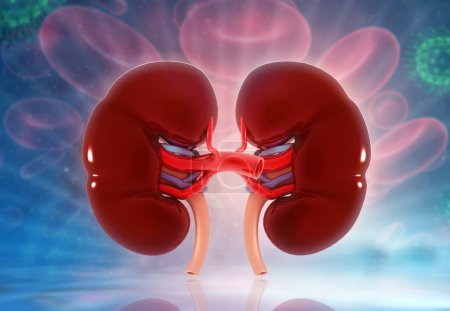 Photo for Human kidney anatomy. 3d illustration - Royalty Free Image