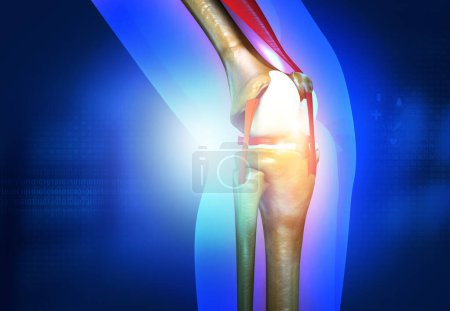 Photo for Human knee anatomy. 3d illustration - Royalty Free Image