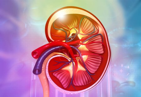 Photo for Anatomy of human kidney cross section. 3d illustration - Royalty Free Image