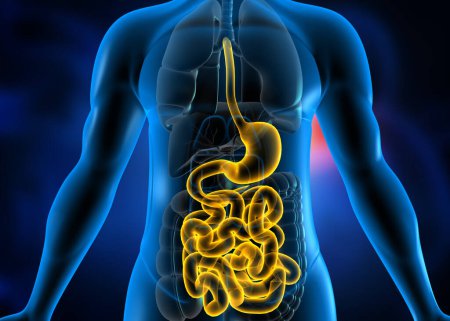 Téléchargez les photos : Anatomie du système digestif du corps humain sur fond scientifique. Illustration 3d - en image libre de droit