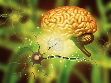 Foto de Cerebro humano con células nerviosas. ilustración 3d - Imagen libre de derechos
