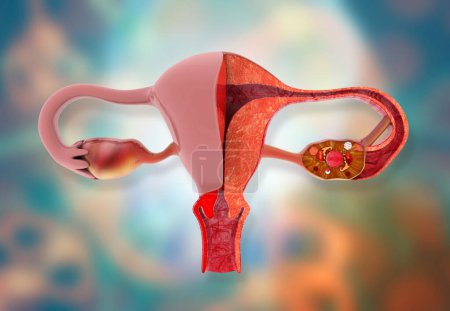 Photo for Uterus anatomy on medical background. 3d illustration - Royalty Free Image