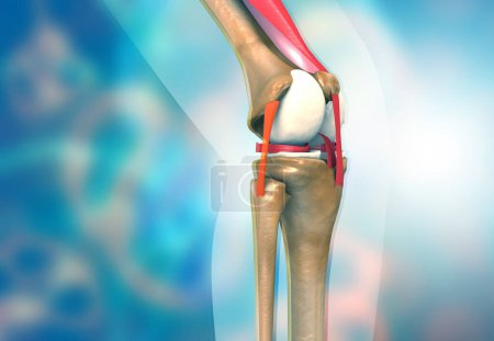 Photo for Anatomy of knee joint on medical background. 3d illustration - Royalty Free Image