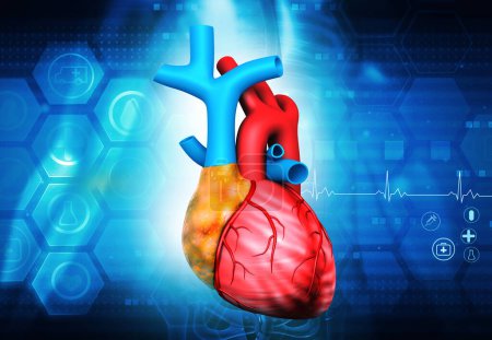 Foto de Anatomía del corazón humano en el fondo médico. ilustración 3d - Imagen libre de derechos