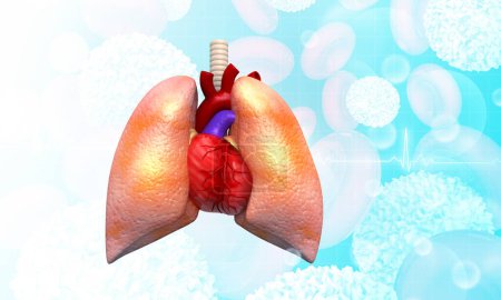Téléchargez les photos : Poumons humains et anatomie cardiaque sur fond scientifique. Illustration 3d - en image libre de droit