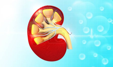 Photo for Human Kidney anatomy on scientific background. 3d illustration - Royalty Free Image