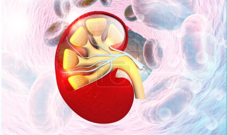 Foto de Anatomía del riñón humano en base científica. ilustración 3d - Imagen libre de derechos