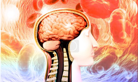 Téléchargez les photos : Human Head and Brain anatomy on scientific background. Illustration 3d - en image libre de droit