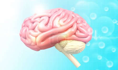 Photo for Human Brain anatomy on scientific background. 3d illustration - Royalty Free Image