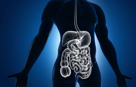 Téléchargez les photos : Anatomie du système digestif du corps humain. Illustration 3d - en image libre de droit