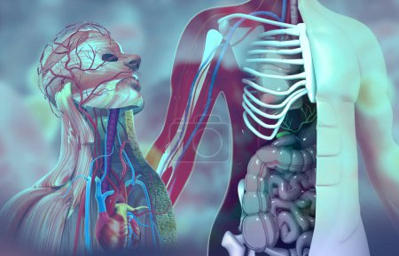 Téléchargez les photos : Anatomie du corps humain. Illustration 3d - en image libre de droit