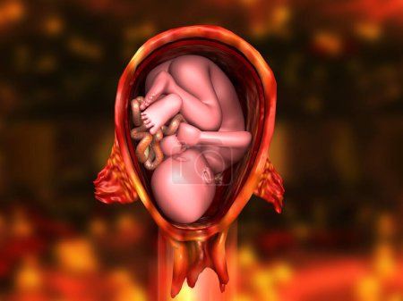 Téléchargez les photos : Fœtus in uterus sur fond médical. Illustration 3d - en image libre de droit