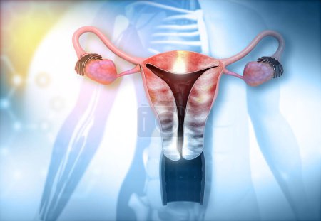 Photo for Anatomy of human uterus. 3d illustration - Royalty Free Image