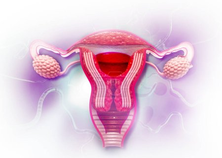Photo for Anatomy of female reproductive system. 3d render - Royalty Free Image