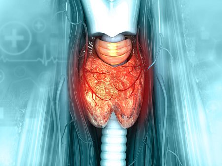 Foto de Anatomía de la glándula tiroides. ilustración 3d - Imagen libre de derechos