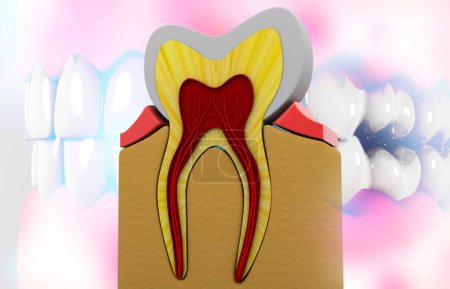 Téléchargez les photos : Coupe transversale des dents. science de fond. Illustration 3d - en image libre de droit