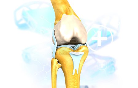 Téléchargez les photos : Anatomie du genou humain. science de fond. Illustration 3d - en image libre de droit