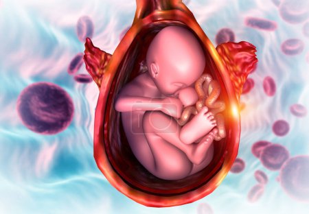 Photo for Fetus in womb Anatomy. science background. 3d illustration - Royalty Free Image