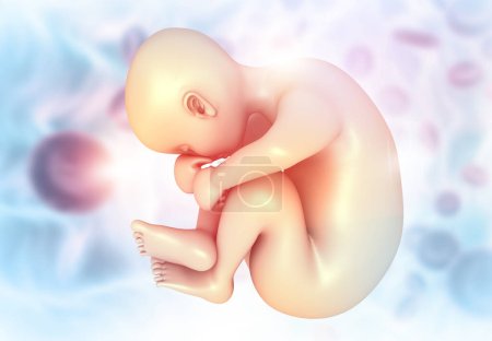 Photo for Fetus anatomy. Medical background. 3d illustration - Royalty Free Image