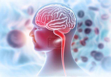 Foto de Anatomía de la cabeza y el cerebro humano en el fondo médico. ilustración 3d - Imagen libre de derechos