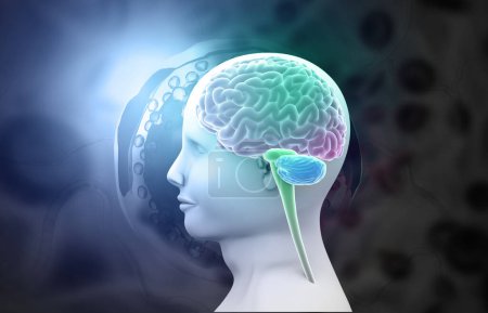 Téléchargez les photos : Anatomie de la tête et du cerveau humaine sur fond médical. Illustration 3d - en image libre de droit