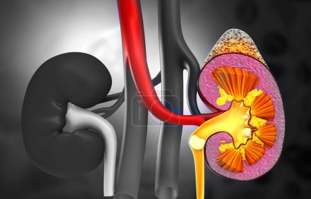 Photo for Human kidney cross section. 3d illustration - Royalty Free Image
