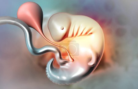 Téléchargez les photos : Anatomie foetale sur fond médical. Illustration 3d - en image libre de droit