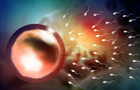Photo for Guman sperm with egg. Egg Cell Fertilization with Sperm Cells.  3d illustration - Royalty Free Image
