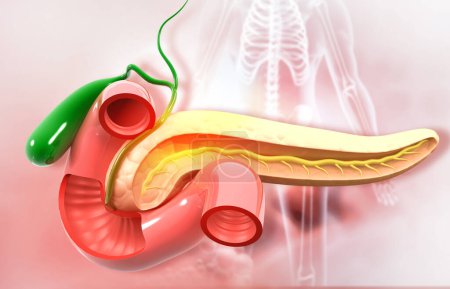 Photo for Human pancreas anatomy. Medical background. 3d illustration - Royalty Free Image