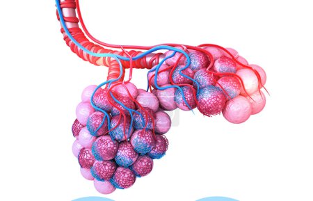 Foto de Alveoli sobre fondo blanco. ilustración 3d - Imagen libre de derechos