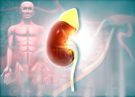 Photo for Human kidney on medical background. 3d illustration - Royalty Free Image