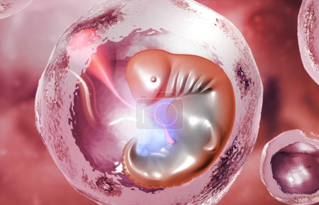 Photo for Fetus inside the womb.Medical background. 3d illustration - Royalty Free Image