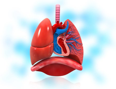 Foto de Anatomía del corazón humano y del sistema respiratorio. ilustración 3d - Imagen libre de derechos