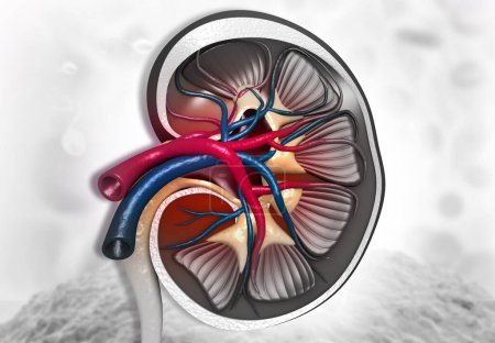 Foto de Anatomía de sección transversal del riñón humano. ilustración 3d - Imagen libre de derechos