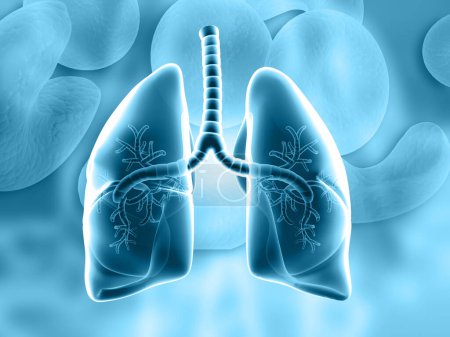Téléchargez les photos : Poumons humains, système respiratoire humain. Illustration 3d - en image libre de droit