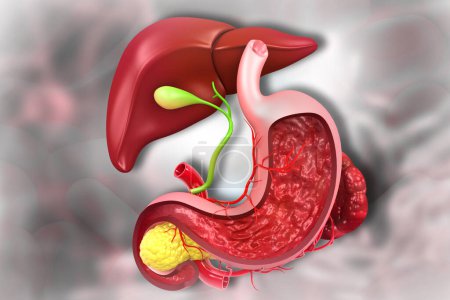 Foto de Hígado humano, anatomía del sistema digestivo. ilustración 3d - Imagen libre de derechos