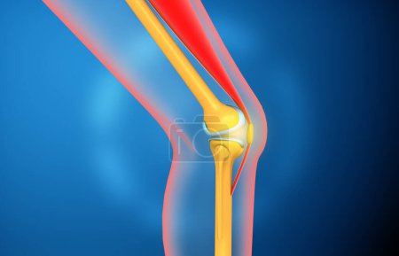Photo for Human knee joint anatomy. 3d illustration - Royalty Free Image