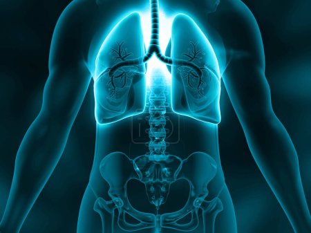Téléchargez les photos : Anatomie du corps humain poumons. Illustration 3d - en image libre de droit