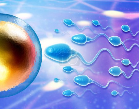 Foto de Los espermatozoides masculinos fertilizan un óvulo femenino. ilustración 3d - Imagen libre de derechos
