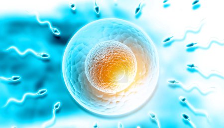 Foto de Los espermatozoides masculinos fertilizan un óvulo femenino. ilustración 3d - Imagen libre de derechos