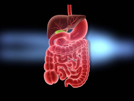 Téléchargez les photos : Système digestif humain. Illustration 3d - en image libre de droit