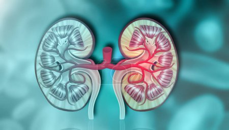 Photo for Human kidney cross section anatomy. 3d illustration - Royalty Free Image