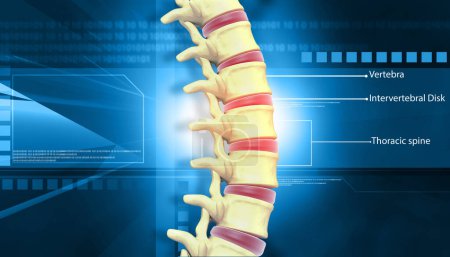 Foto de Anatomía vertebral humana. ilustración 3d - Imagen libre de derechos