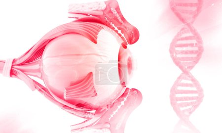 Téléchargez les photos : Anatomie oculaire humaine sur fond d'ADN. Illustration 3d - en image libre de droit