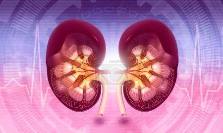 Photo for Kidney cross section. 3d illustration - Royalty Free Image