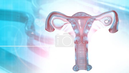 Téléchargez les photos : Anatomie de l'utérus humain. Illustration 3d - en image libre de droit